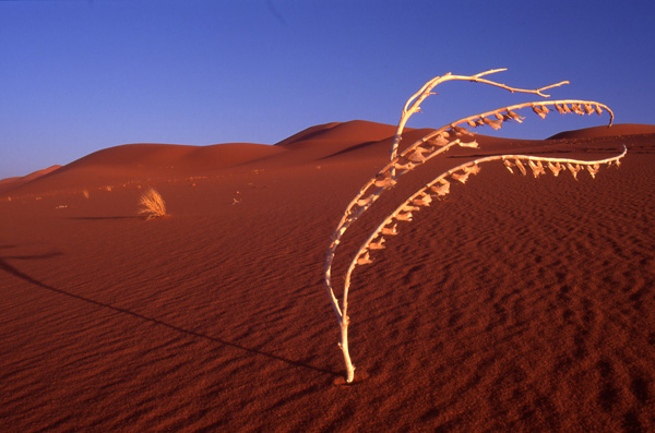 Alba su Tin Merzouga