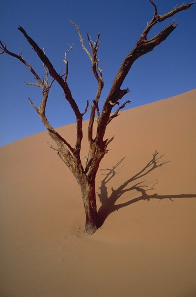 Un albero sommerso dalla sabbia