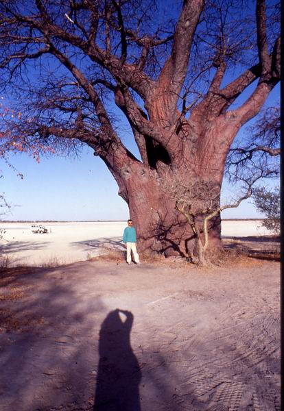 Baine's baobab