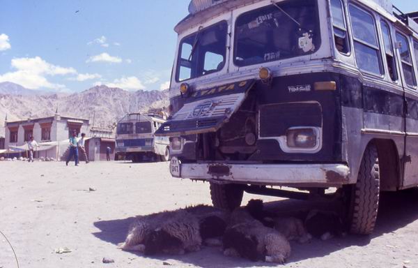 Leh: stazione dei bus