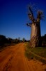 Baobab